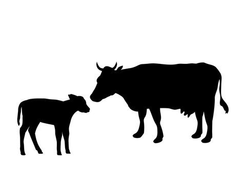 Cow and calf farm mammal black silhouette animal. Vector Illustrator.	