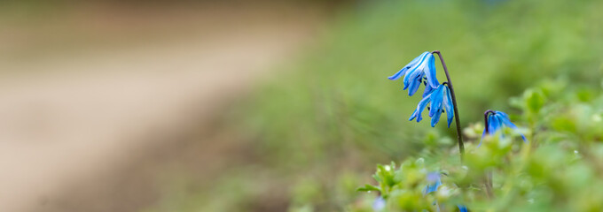 Blue scilla flower close-up panorama