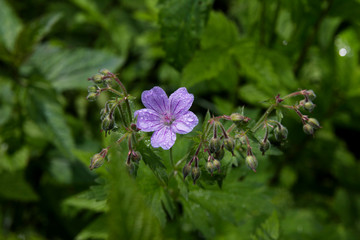 Flowers in a forest glade