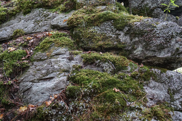 Rock covered with moss and other vegetation.