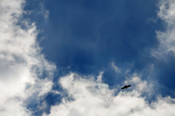 cloudy sky with silhouette of flying bird of prey
