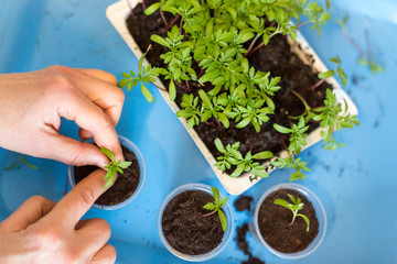 Hands seeding plants and sprouts seedling at home close up. New life concept