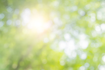 Natural spring blurred green leaves background.