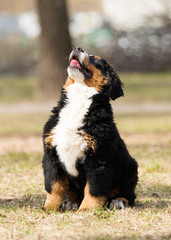 Bernese Mountain Dog puppy playing