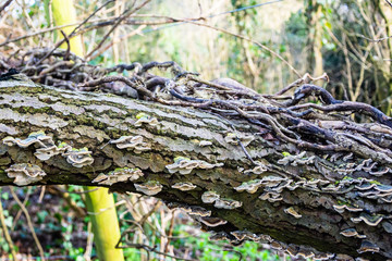 A fallen dead tree with dead ivy vines and growths of bracket fungi (Trametes versicolor)