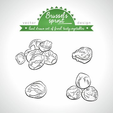 Brussels sprout. Hand drawn collection of vector sketch detailed fresh vegetables. Isolated	