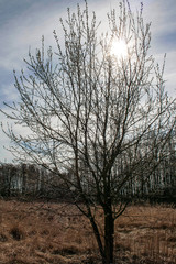 Promienie słońca w gałęziach wierzby pokrytej baziami © Monika