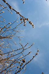 Gałęzie wierzby pokryte baziami na tle błęktinego nieba © Monika