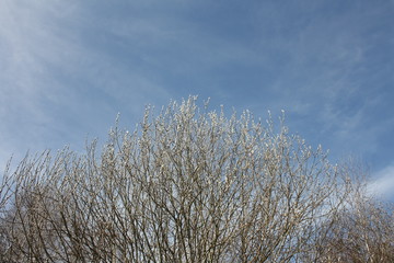 Gałęzie wierzby pokryte baziami na tle błęktinego nieba © Monika