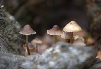 CHAMPIGNONS MUSHROOMS