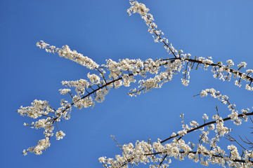 branch of a tree in spring