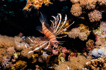 Lion fish in the Red Sea colorful fish, Eilat Israel