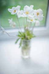 White Wood Anemone flower with yellow center in vase on blurred background on the windowsill near window