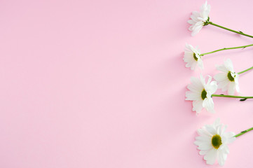 Fototapeta na wymiar Chamomile flowers beautiful on pink pastel background