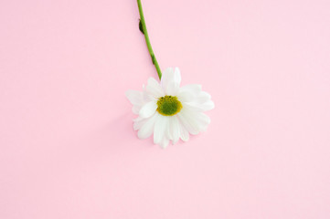 Beautiful chamomile flower on pink pastel background