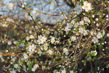 Young flowers of Russian cherry