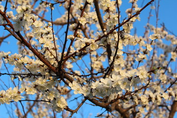 spring flowers of fruit trees