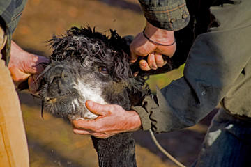 Tame Alpaca getting his hair sheared in the springtime.