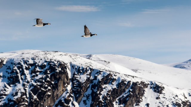 Two barnacle geese (Branta leucopsis) flying above snowy mountains