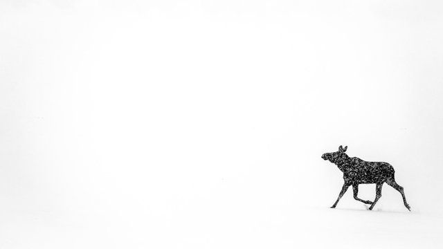 A Moose Running Across A White Snowy Landscape