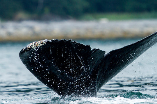 Close-up of a humpback whale tail