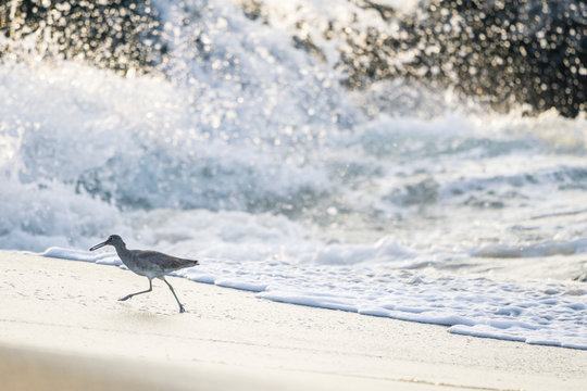 Wading bird running on beach, Malibu, California, USA