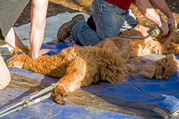 A tame Alpaca getting his hair sheared for spring.