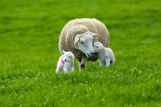 Texel ewe (female sheep) with twin, newborn lambs, in lush green meadow.  A tender moment between mum and baby. Yorkshire, England.  Landscape, Horizontal.  Space for copy.