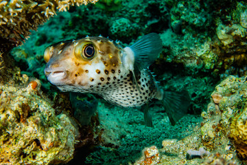Diodon fish in the Red Sea Colorful and beautiful, Eilat Israel