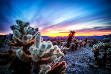 sunrise over cholla cactus