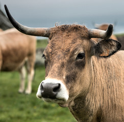 Vache aubracoise à Malbouzon, France