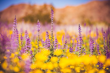 purple and yellow flowers