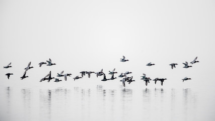 Group of mallard ducks flying above Geneva Lake on cloudy day