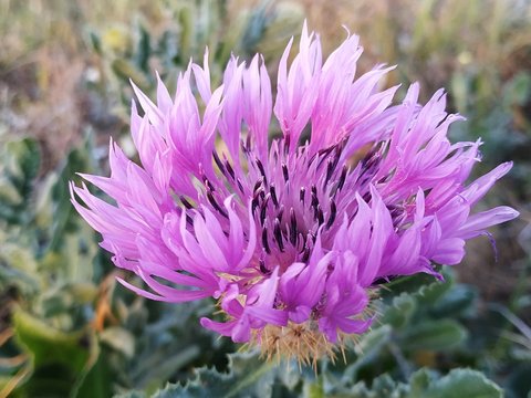 Centaurea lechosa flor morada silvestre
