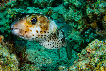 Fototapeta na wymiar Diodon fish in the Red Sea Colorful and beautiful, Eilat Israel