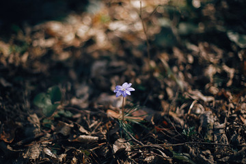 Beautiful purple flower hepatica nobilis in sunny spring woods. Fresh first flowers in warm sunlight in the forest. Hello spring. Space for text. Springtime