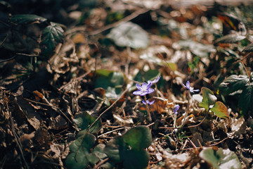 Beautiful purple flowers hepatica nobilis in sunny spring woods. Fresh first flowers in warm sunlight in the forest. Hello spring. Space for text. Springtime