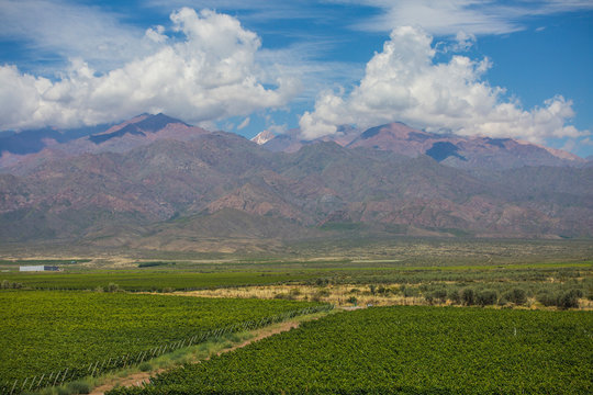 Vineyard, Mendoza, Argentina