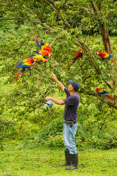 Scarlet Macaw Parrots (Ara macao), Costa Rica