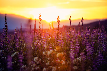 lupines in sunset