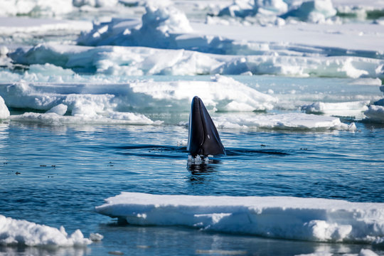 Minke whale (Balaenoptera acutorostrata), Arctic Ocean, Spitsbergen, Svalbard and Jan Mayen, Norway