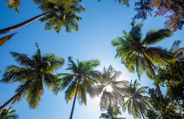Fototapeta na wymiar Palms of South Indoa - - idyllic place at February