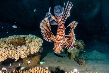 Lion fish in the Red Sea colorful fish, Eilat Israel