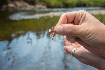 Mangled fly during fly fishing day in Montana.