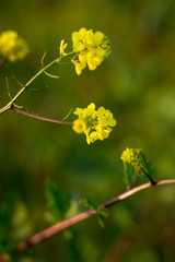 branch of a tree in spring