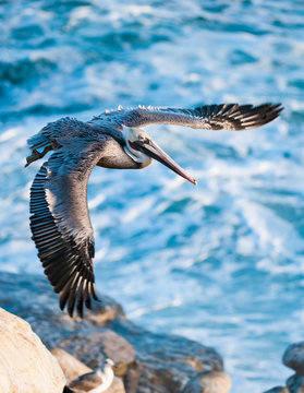 Brown Pelican (Pelecanus occidentalis) on California Coast