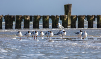 am meer