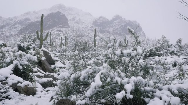 Wide shot of a rare desert snowstorm in Gates Pass, Arizona. Snow flakes fall from a white sky onto Saguaro cacti and other arid vegetation in slow motion. An unusual blizzard signifies climate change