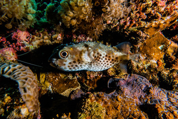 Obraz na płótnie Canvas Diodon fish in the Red Sea Colorful and beautiful, Eilat Israel