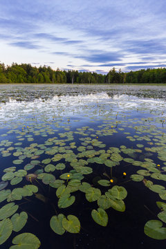 Yellow pond lillies, Nuphar lutea, fill a beaver pond in Epping, New Hampshire.
